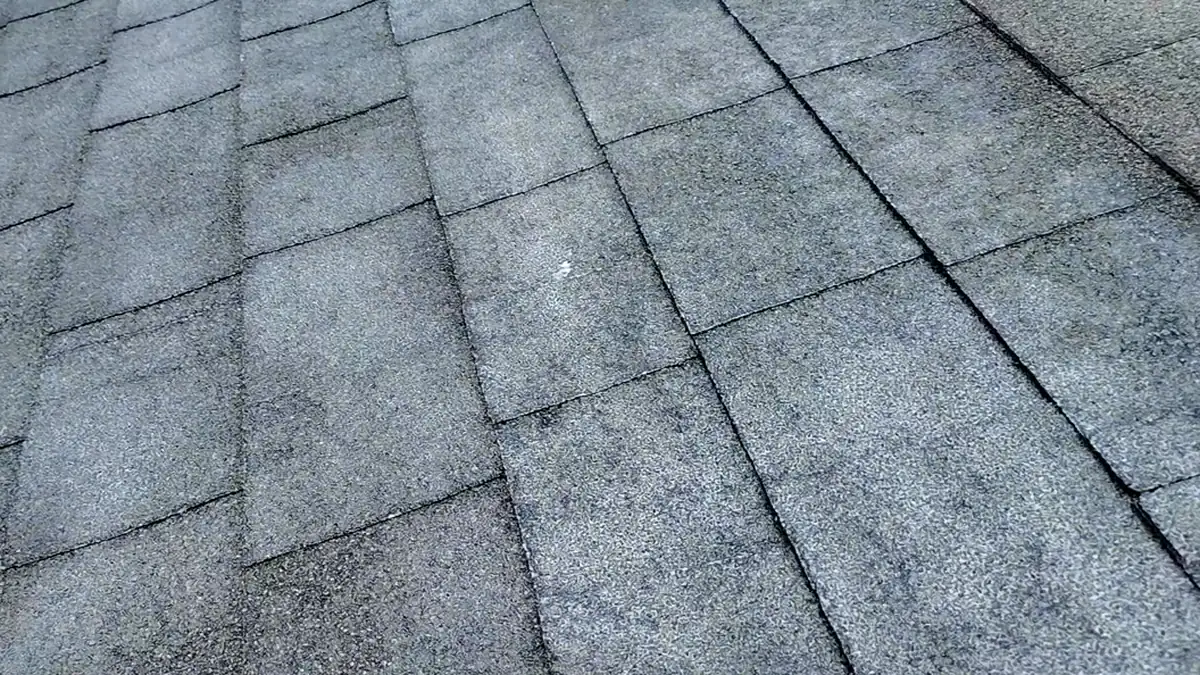Close-up of dry, aged asphalt shingles before treatment